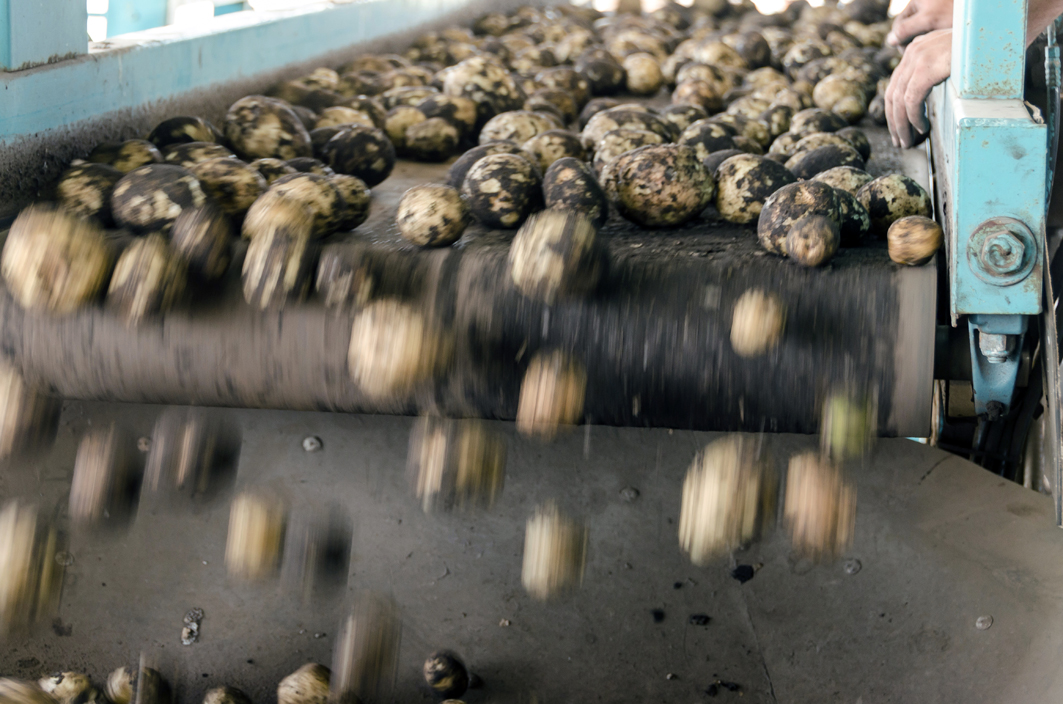 Ekstraksi Cairan Tepung Kentang di Denmark